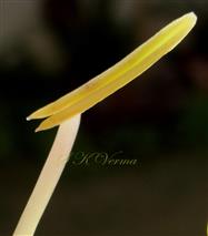  Stamen
